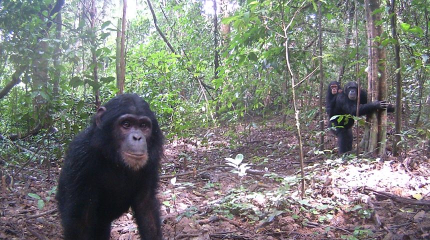 The Campo Ma’an Great Apes and Elephants Protection Program (CAMGAEPP)