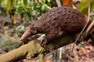 Read more about the article The Secret Lives of Pangolins: Why Cameroon Must Act Before It’s Too Late