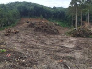 Read more about the article The Disappearing Forests of Cameroon: Why We Must Act Now