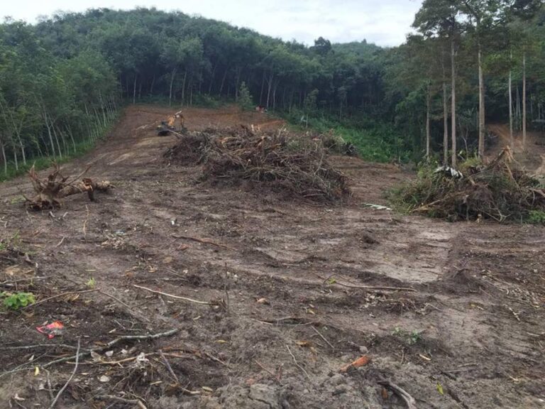 Read more about the article The Disappearing Forests of Cameroon: Why We Must Act Now