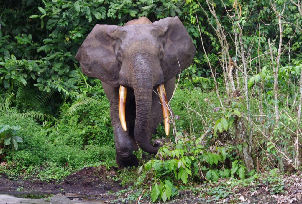 Wildlife conservation in Cameroon - forest ranger observing animals in a protected area