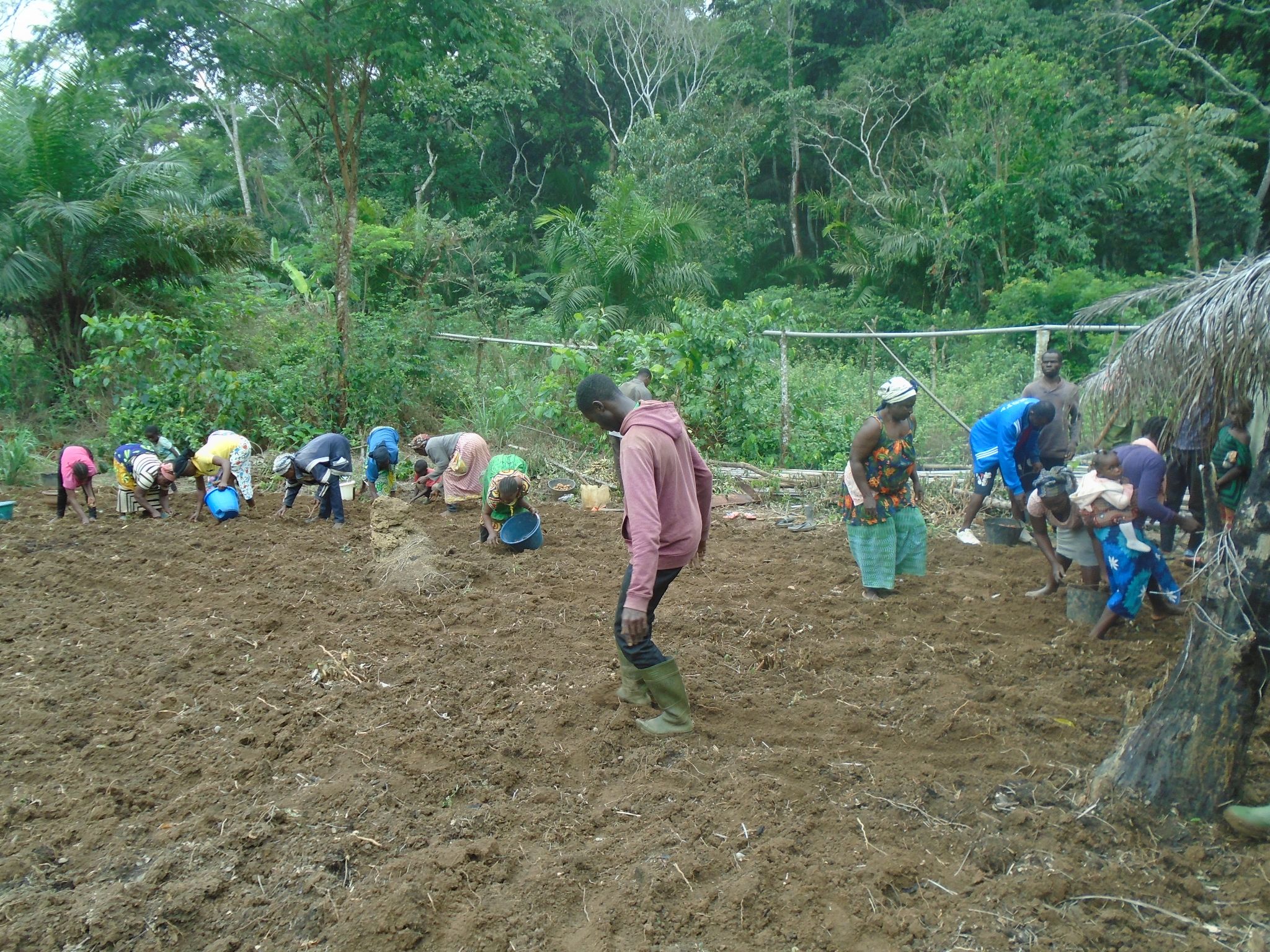 Local Communities receiving practical training on Irish Potato cultivation