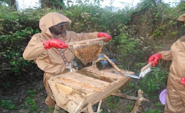 -Valorization of Honey Green Value Chain 3