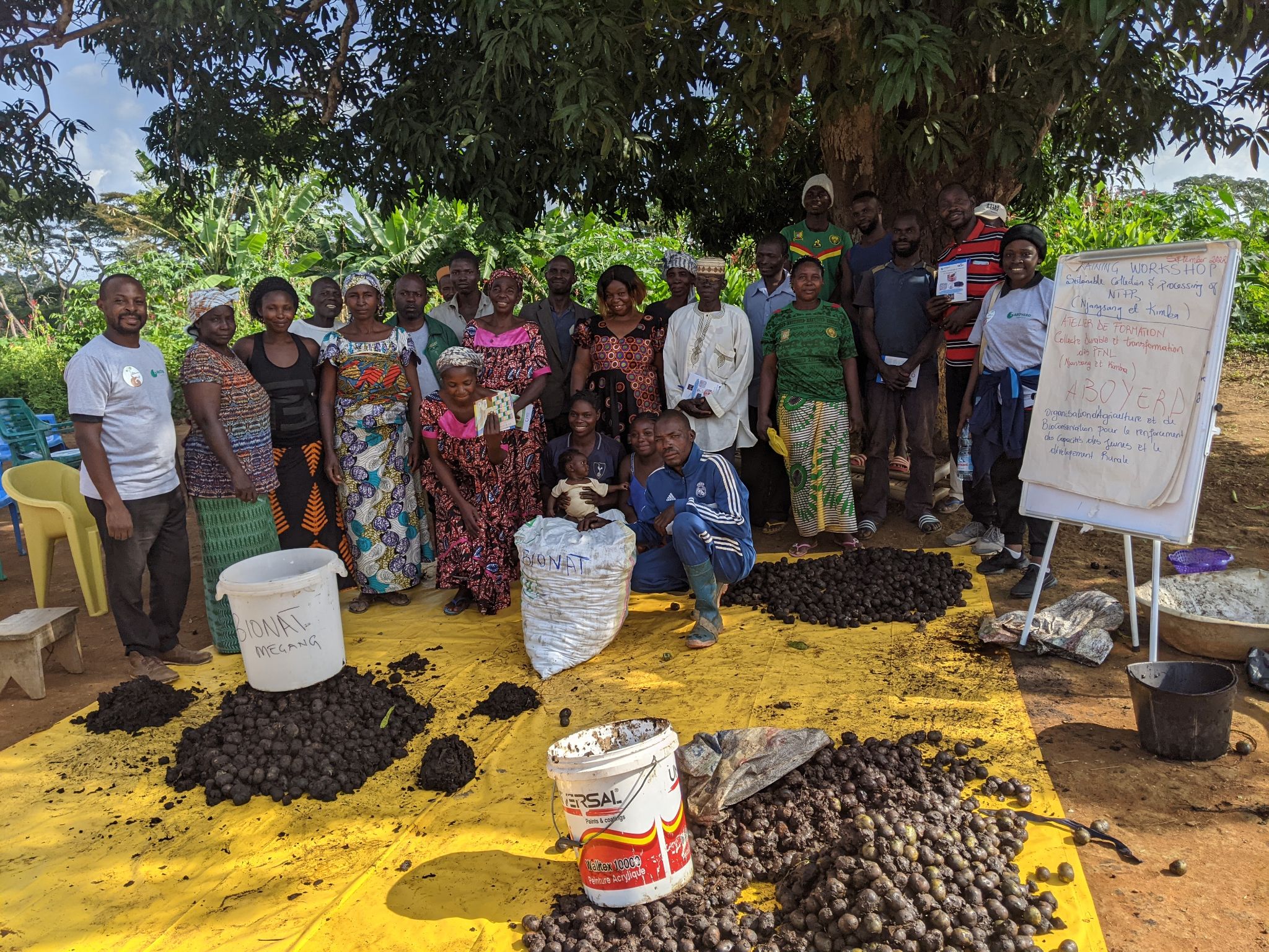 Valorization of Njansang 3