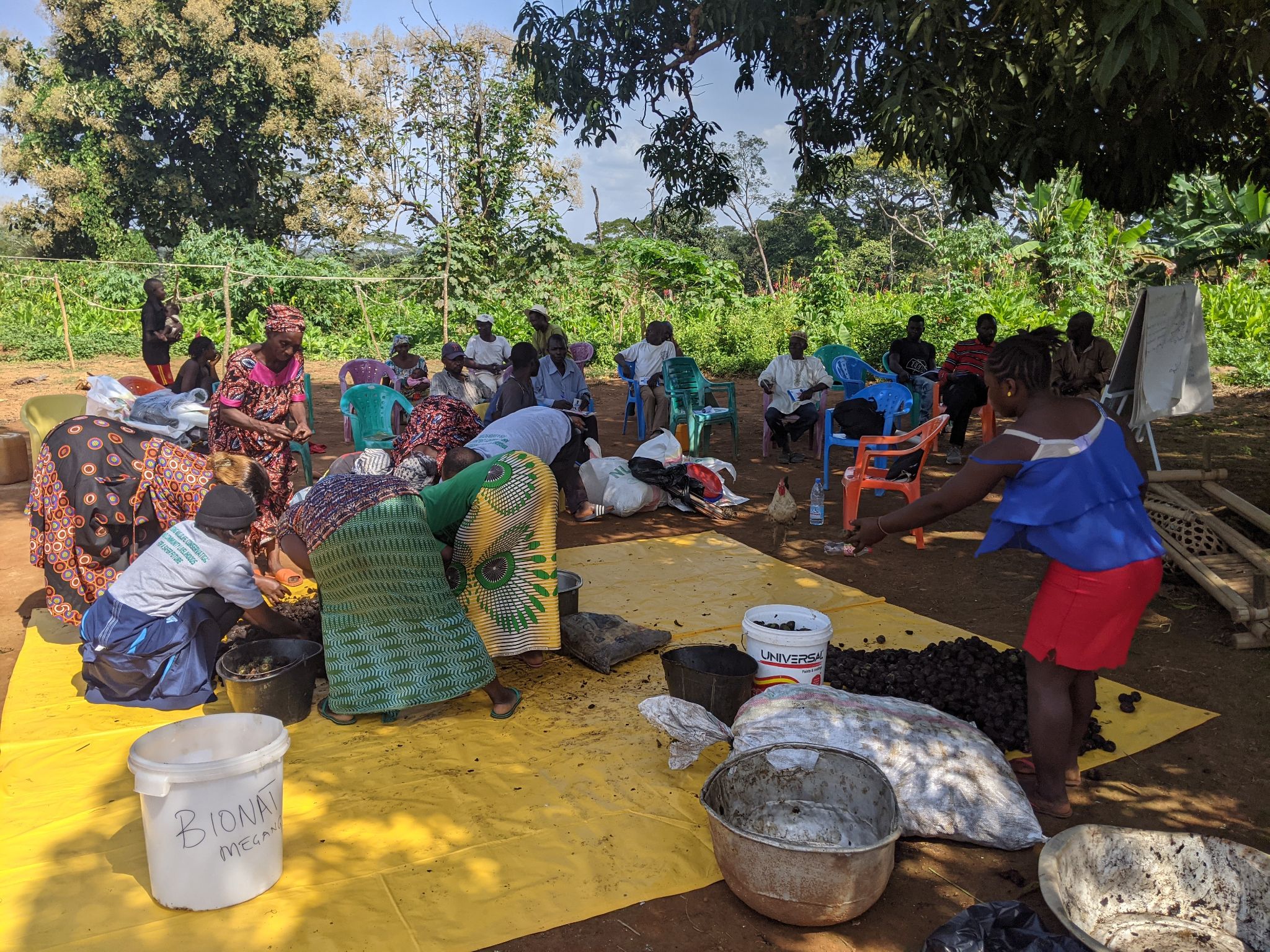 Valorization of Njansang 4