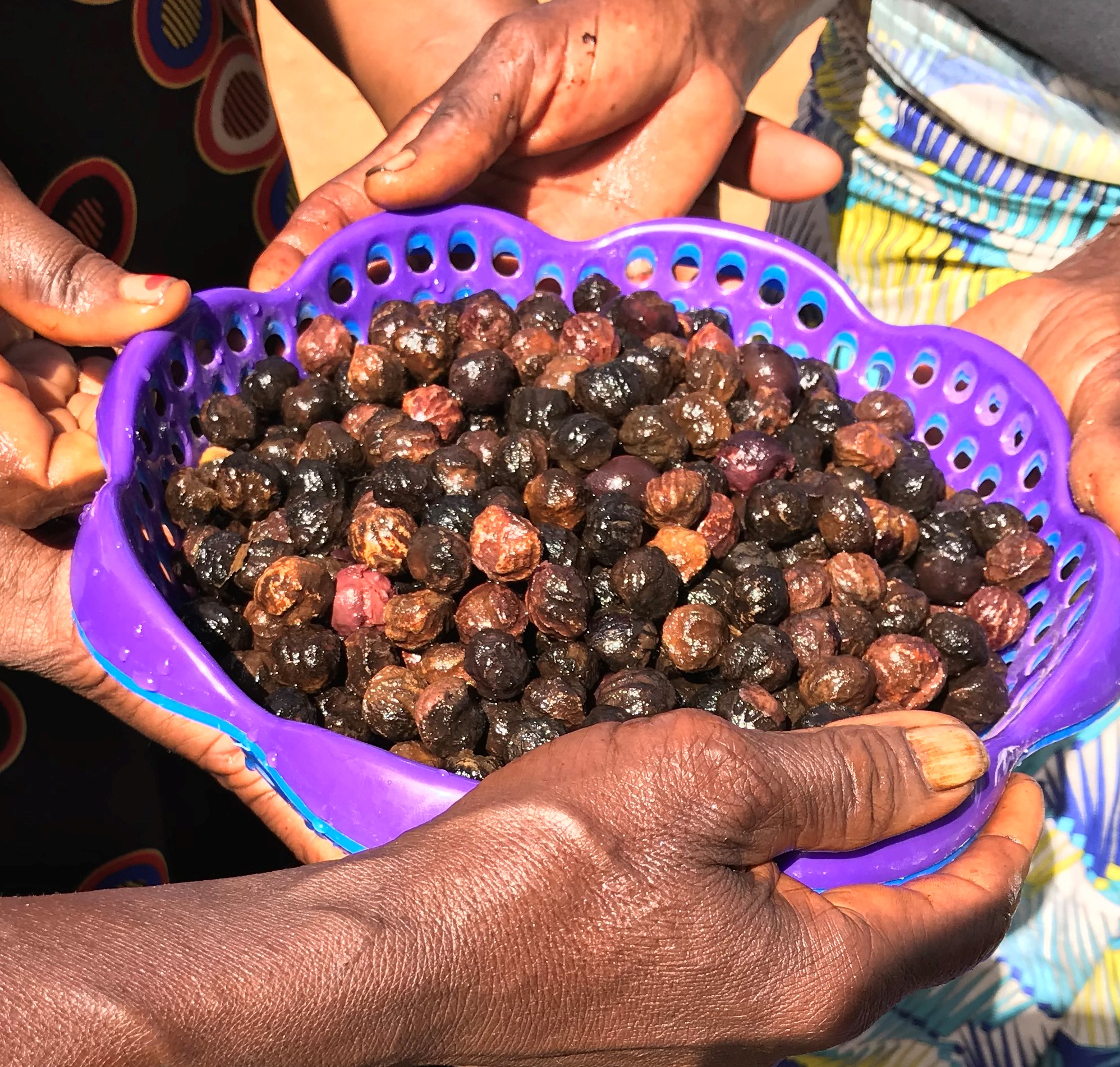 Valorization of Njansang 5