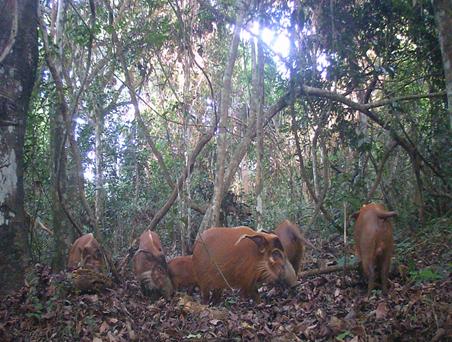 Wildlife species footages from ABOYERD’s camera traps in MDNP Giant pangolin 2