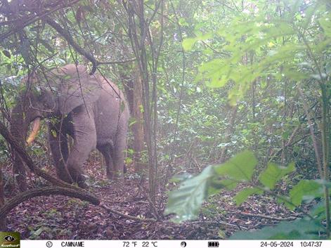 Wildlife species footages from ABOYERD’s camera traps in MDNP Giant pangolin 3