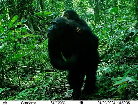 Wildlife species footages from ABOYERD’s camera traps in MDNP Giant pangolin 4