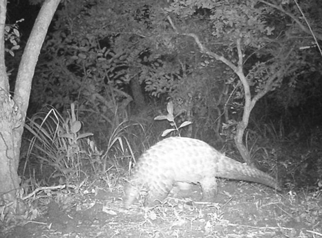 Wildlife species footages from ABOYERD’s camera traps in MDNP Giant pangolin